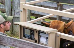 Livestock Farm Scales