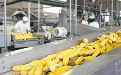 Why Accurate Scales for Food Processing is Key